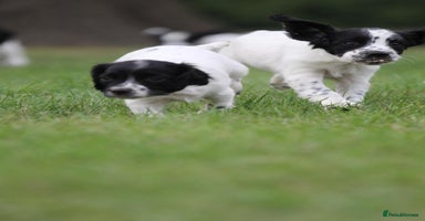 English Springer Spaniel dogs - Advert 7