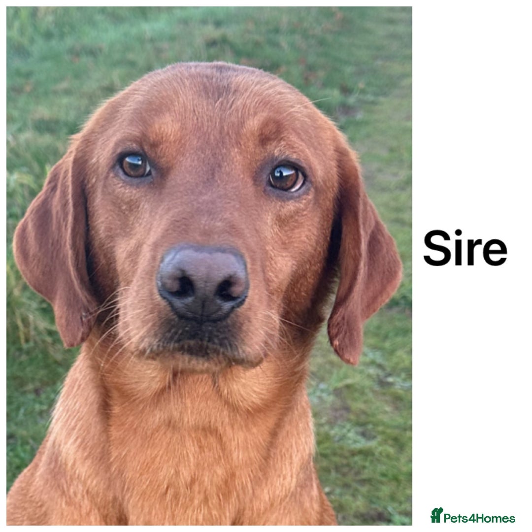 Labrador Retriever dogs for sale: Stunning KC pups,health tested parents&great lines - Advert 6