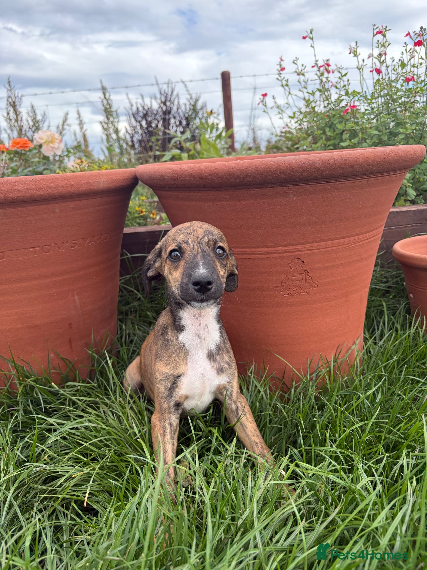 Whippet dogs Beautiful whippet puppies  - Advert 1