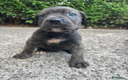 Cane Corso dogs for sale: 4 Cane corso puppy’s  - Image 8