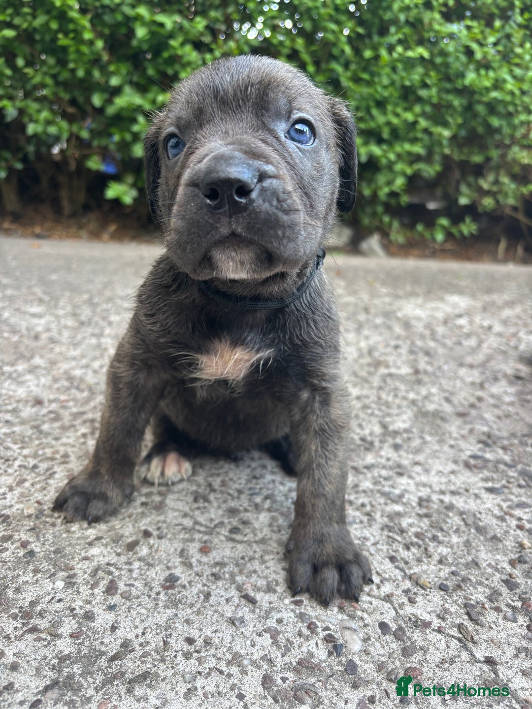 Cane Corso dogs for sale: 4 Cane corso puppy’s  - Image 8