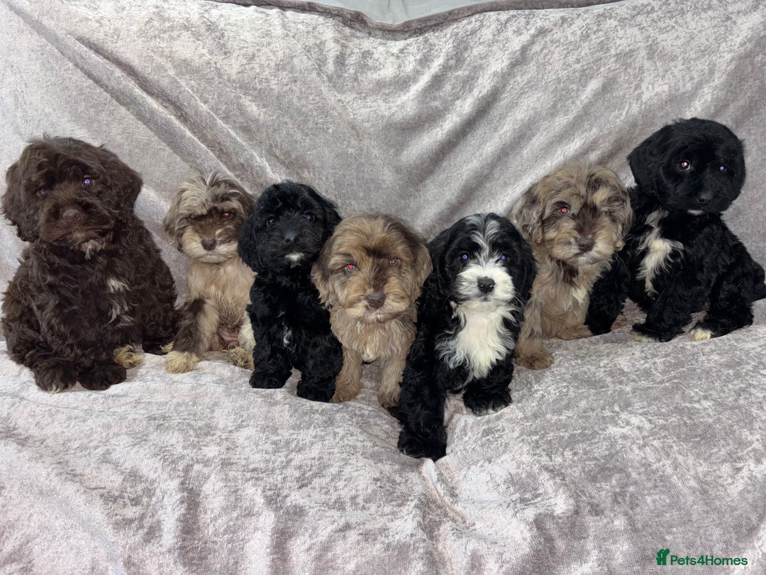 Cockapoo dogs for sale: Gorgeous Cockapoo Puppies  - Advert 2