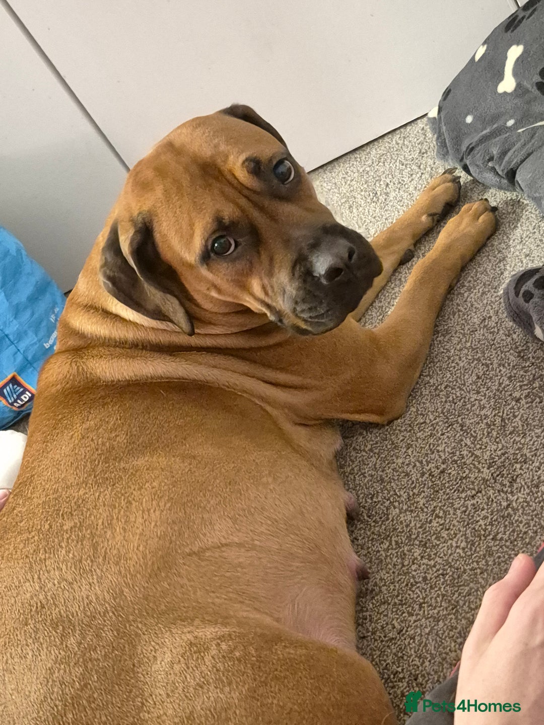 Mixed Breed dogs for sale: Bullmastiff x Springer Spaniel Puppies - Advert 17