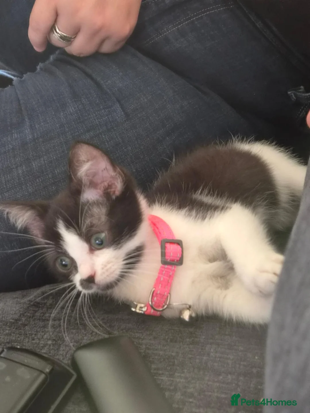 Mixed Breed cats for sale: 2 mixed breed siblings in Sunderland - Advert 2