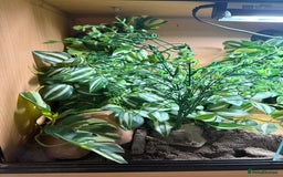 Snake reptiles for sale: Female Western Hognose  - Image 6