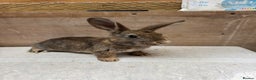 Mixed Breed rabbits for sale: 9 beautiful little Rabbit very friendly - Advert 12