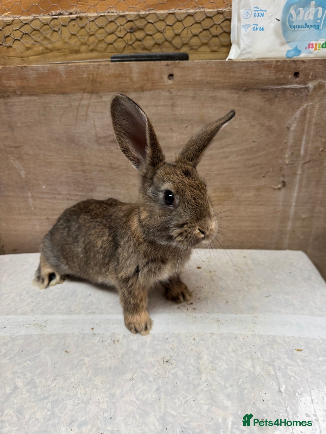 Mixed Breed rabbits for sale: 9 beautiful little Rabbit very friendly - Advert 12