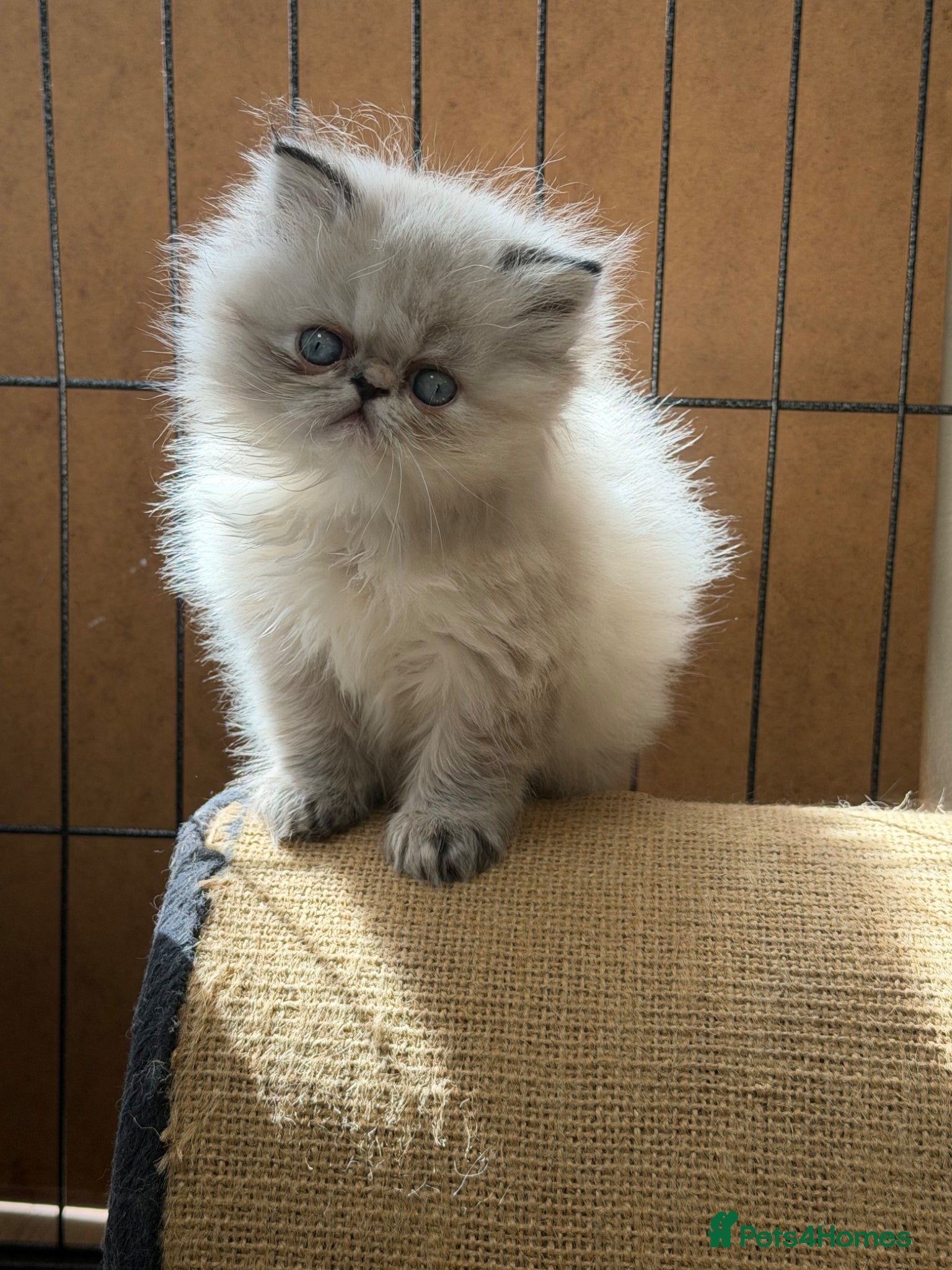 Persian cats Persian beauty  - Advert 11