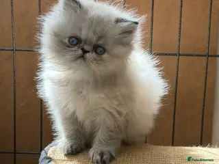 Persian cats Persian beauty - Advert 11