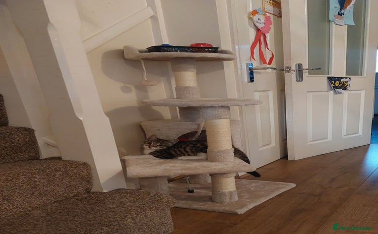 British Shorthair cats - Advert 8
