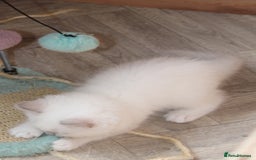 Ragdoll cats for sale: Ragdoll kittens  - Image 4