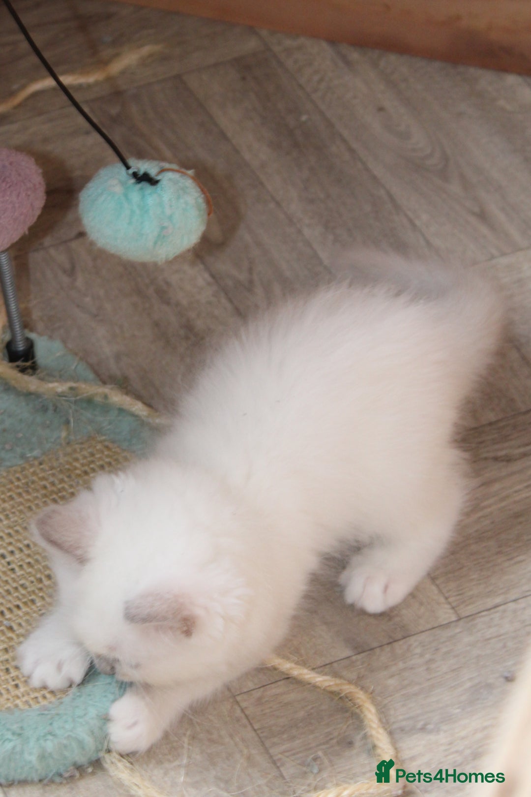 Ragdoll cats for sale: Ragdoll kittens  - Image 4