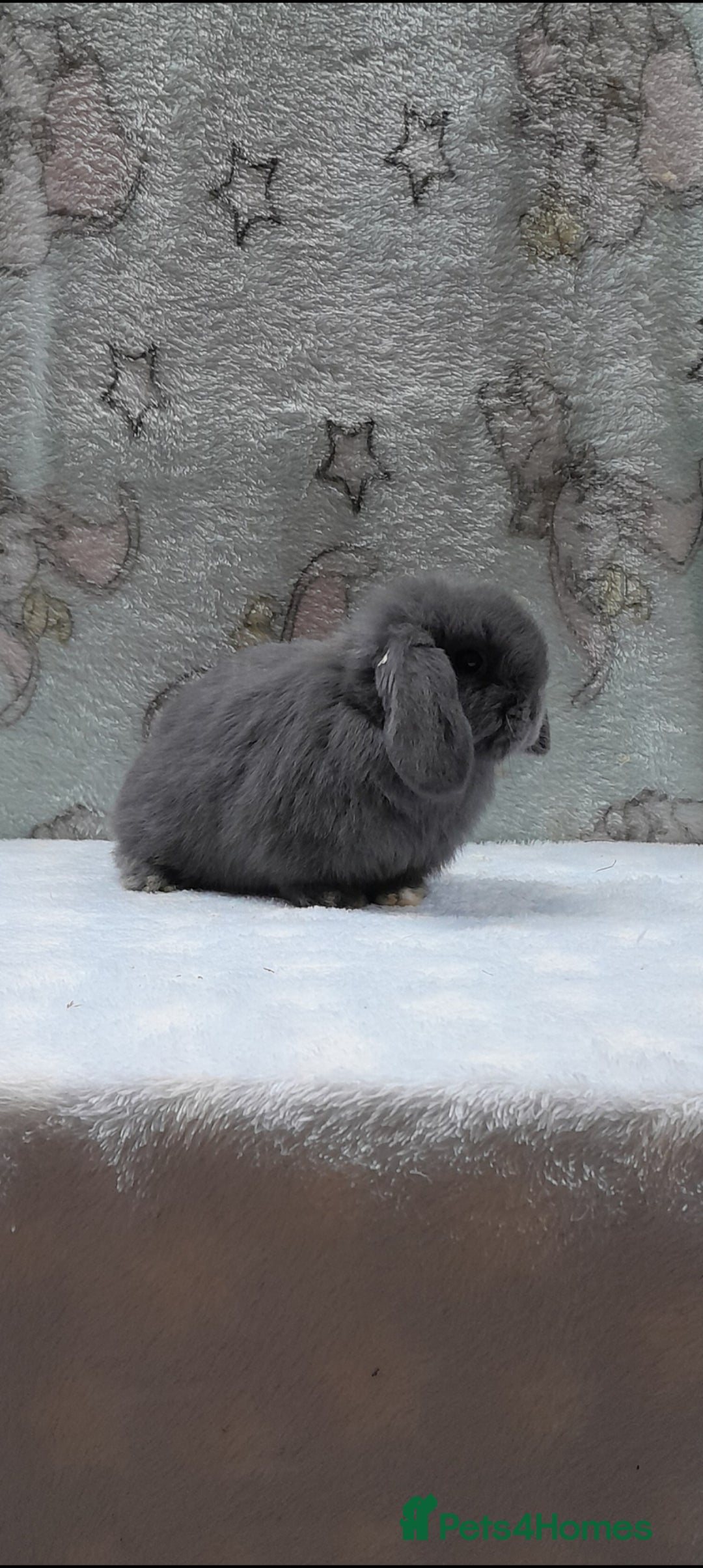 Mini Lop rabbits Purebred mini lops ready now LAST ONE - Advert 15