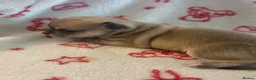Chihuahua dogs for sale: Chihuahua puppies  - Advert 11