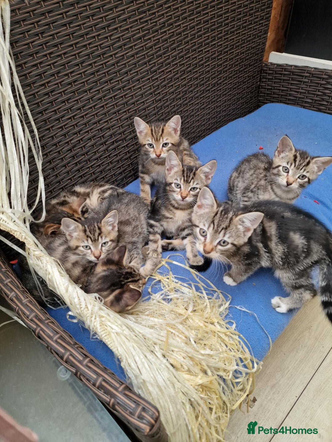 Mixed Breed cats for sale: 6 friendly tabby kittens - Image 1