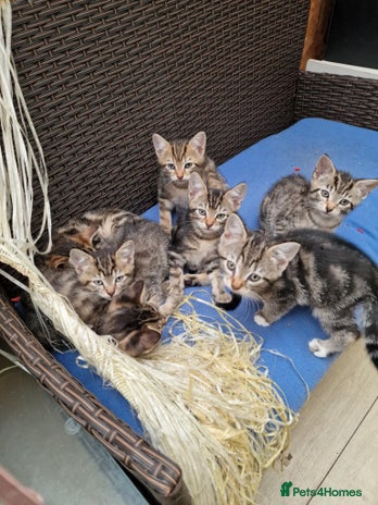 Mixed Breed cats - Advert 1