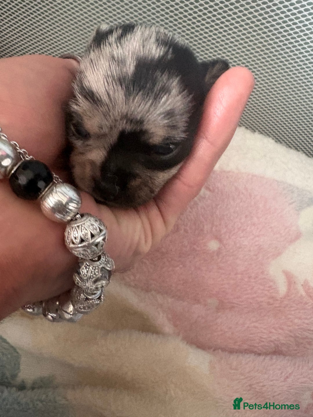 Chihuahua dogs for sale: Beautiful Merle Chihuahua Puppies 🐶  - Advert 15
