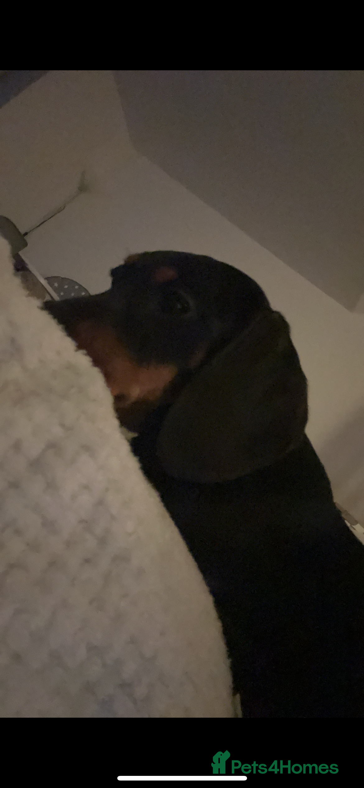 Dachshund dogs Standard  1 year old Dachshund Dog for sale  - Advert 11