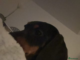 Dachshund dogs Standard 1 year old Dachshund Dog for sale - Advert 1