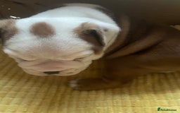 English Bulldog dogs for sale: 4 KC English Bulldog Puppies  - Image 8