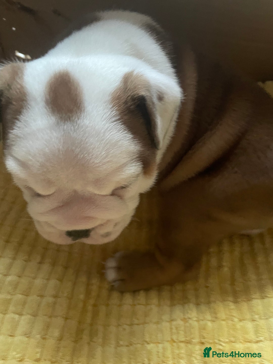 English Bulldog dogs for sale: 4 KC English Bulldog Puppies  - Image 8