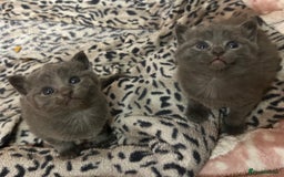 Russian Blue cats for sale: Two beautiful girl Russian blues 🫶 - Image 3