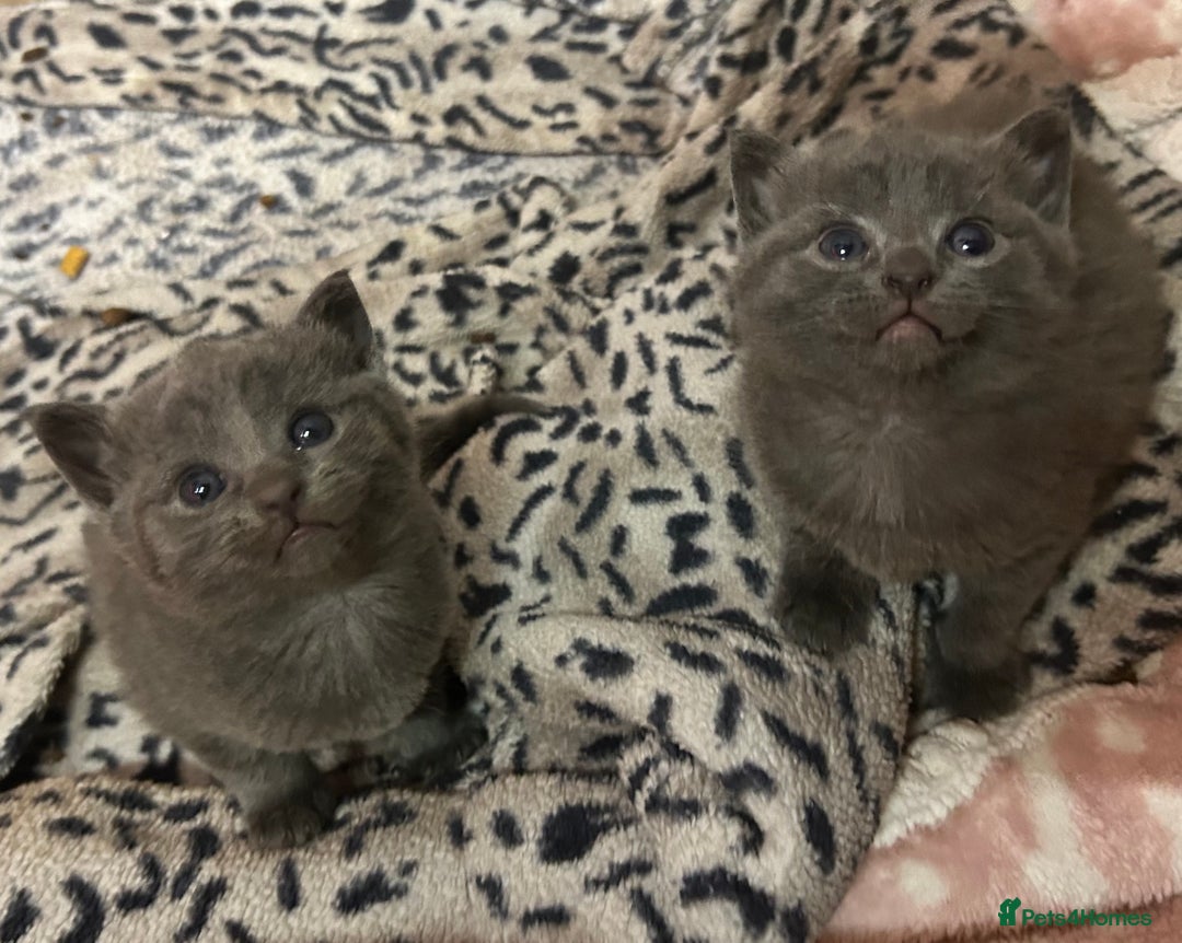 Russian Blue cats for sale: Two beautiful girl Russian blues 🫶 - Image 3
