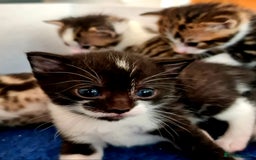 Mixed Breed cats for sale: Sweet Black & White & Tabby Kittens - Image 22
