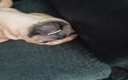 Mixed Breed dogs for sale: French bulldog cross Alsatian - Advert 1