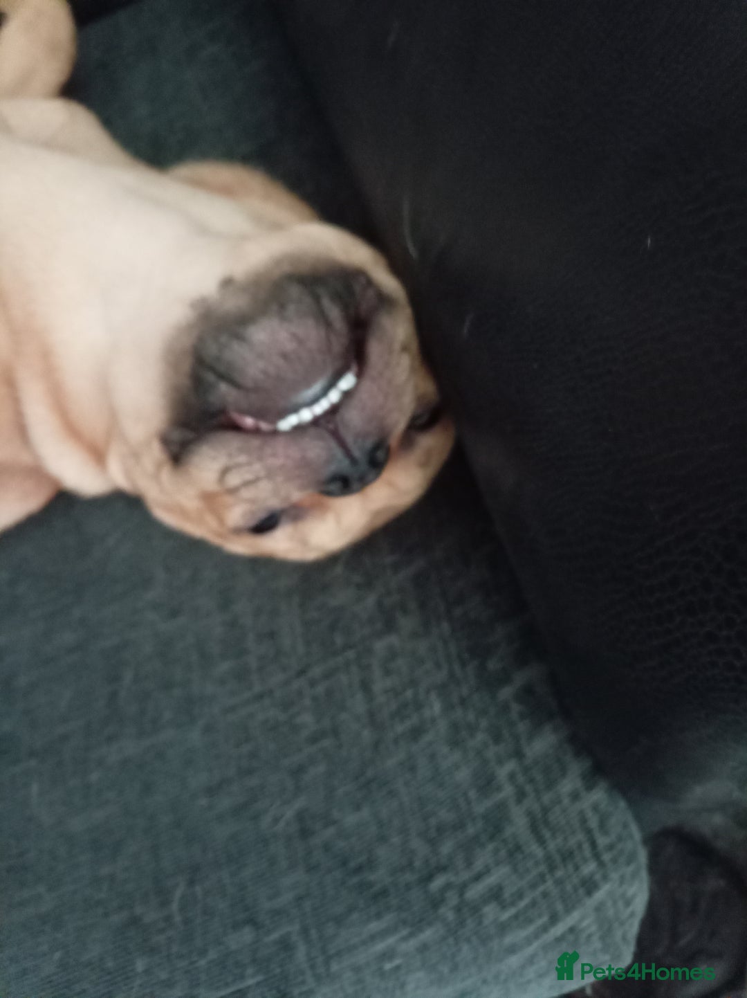 Mixed Breed dogs for sale: French bulldog cross Alsatian - Advert 1