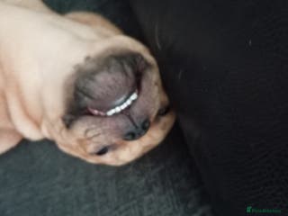 Mixed Breed dogs French bulldog cross Alsatian - Advert 12