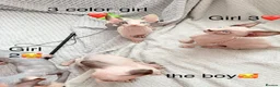 Sphynx cats for sale: Adorable sphynx kittens❤️ - Advert 1