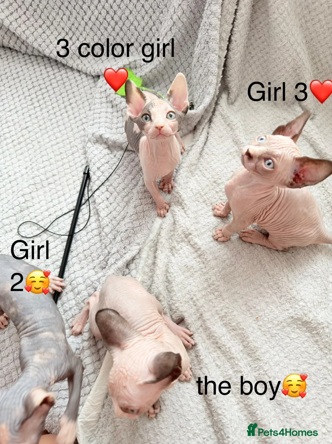 Sphynx cats for sale: Adorable sphynx kittens❤️ - Advert 1