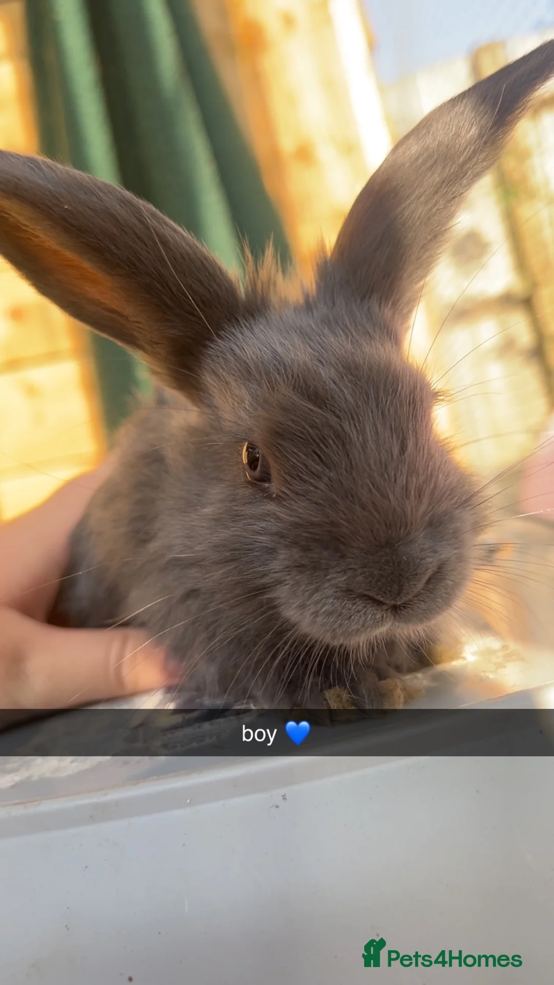 French Lop rabbits for sale: French lop x  - Advert 8