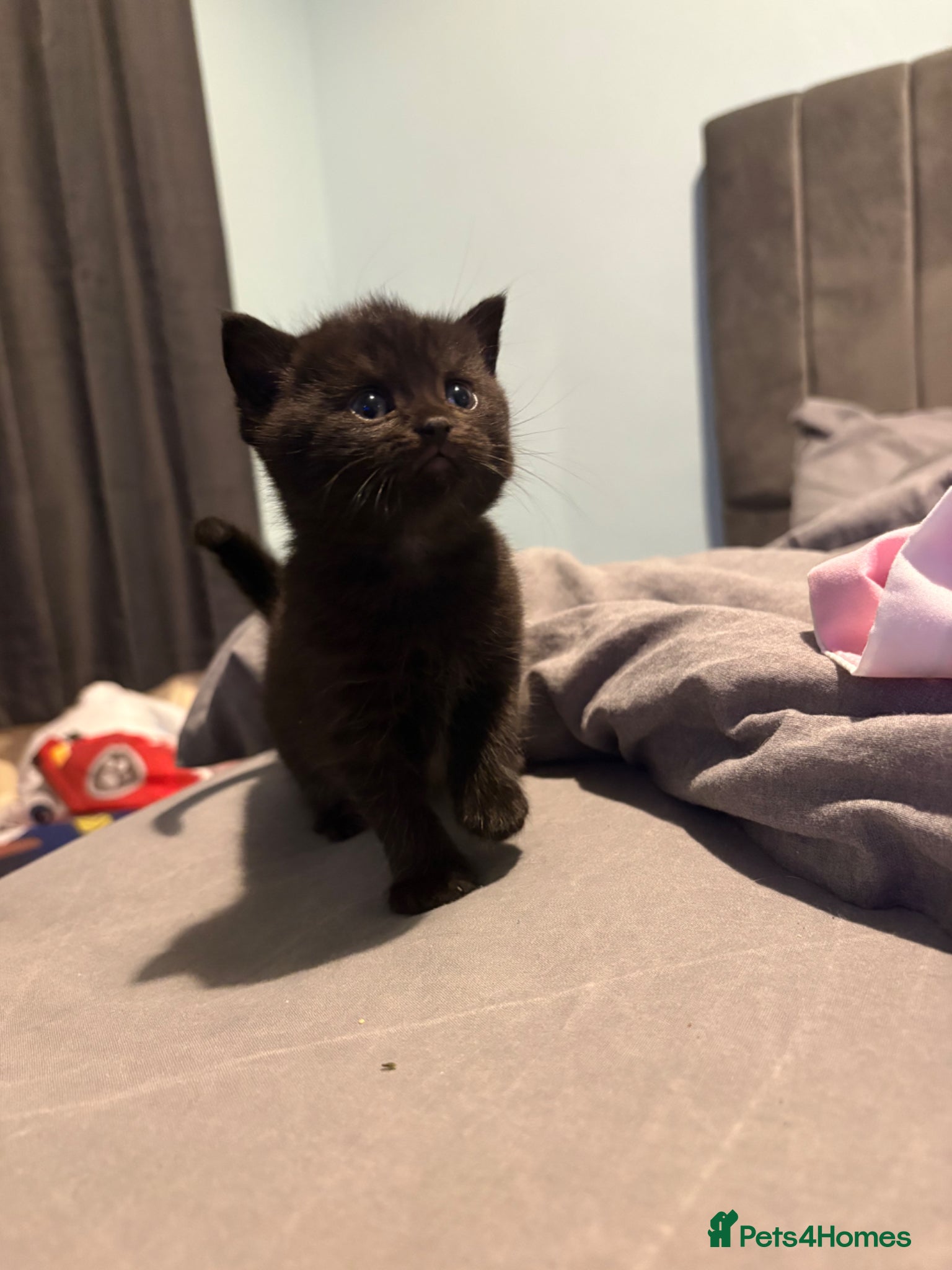 British Shorthair Kitten 2