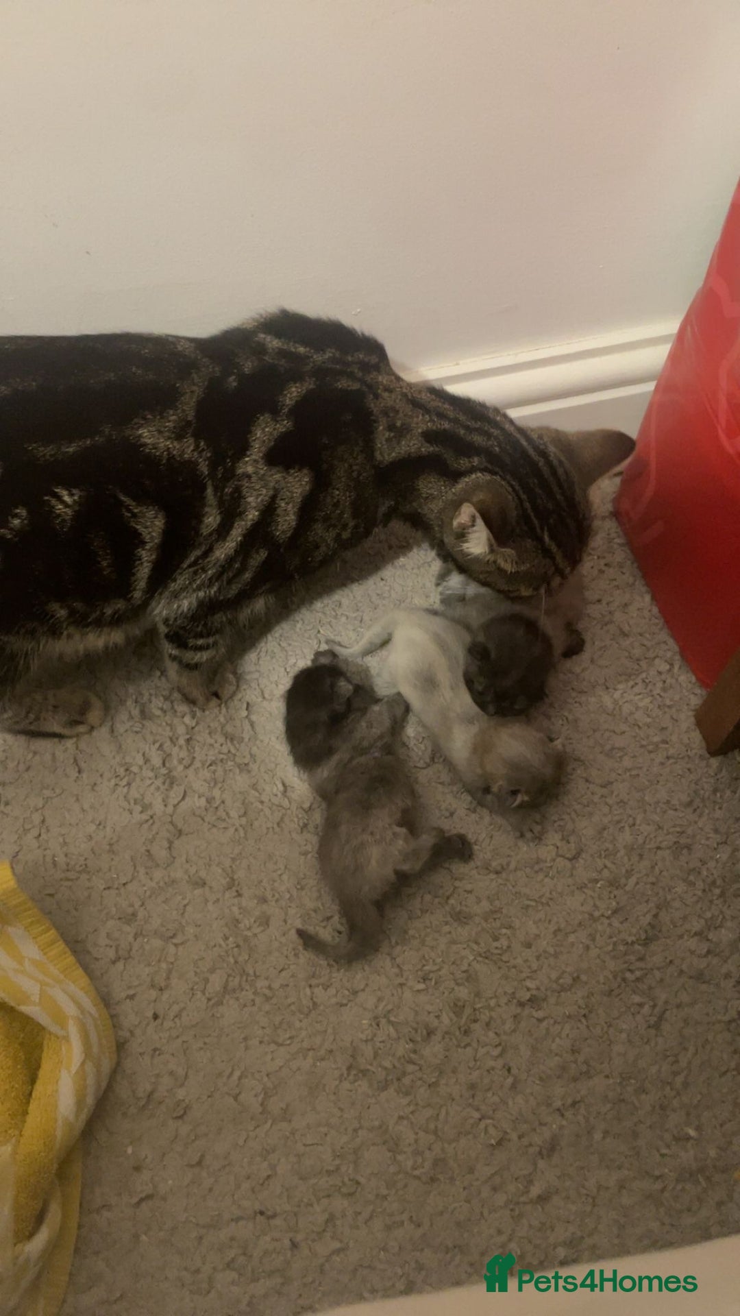 Domestic Shorthair cats for sale: 3 gorgeous kittens  - Advert 3