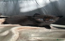 Domestic Shorthair cats for sale: Boy Kitten - Image 2