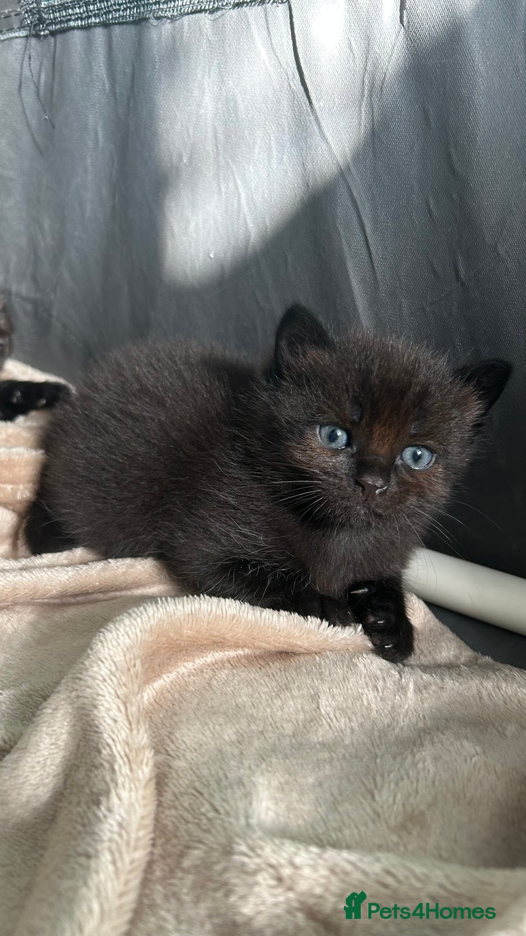 Domestic Shorthair cats for sale: Boy Kitten - Image 2