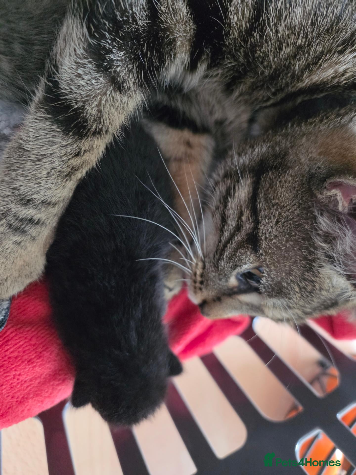Domestic Shorthair cats Three gorgeous 3 boys for sale - Advert 3