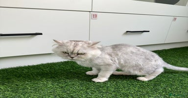 Mixed Breed cats - Advert 1