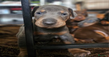 Dobermann dogs - Advert 13