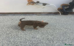 Olde English Bulldogge dogs for sale: Olde English Bulldog Puppies - Image 20