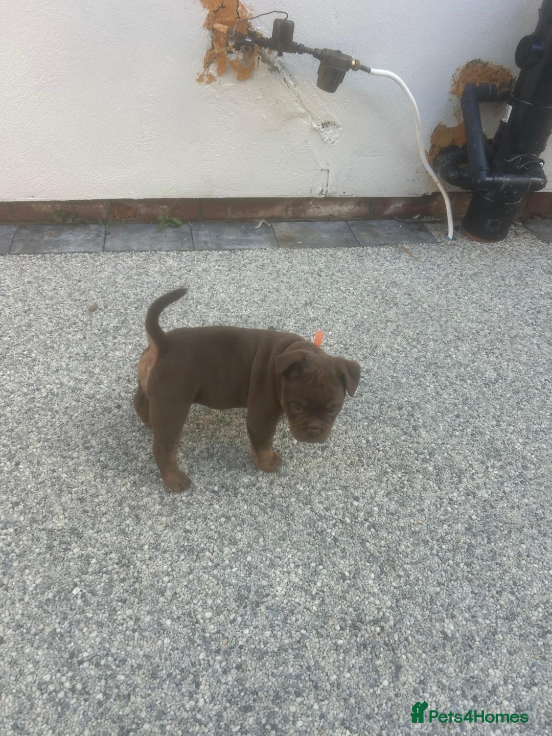 Olde English Bulldogge dogs for sale: Olde English Bulldog Puppies - Image 20