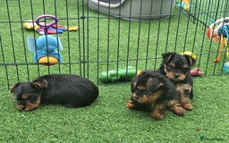 Yorkshire Terrier dogs for sale: Beautiful Mini Yorkshire Terrier puppies - Image 8