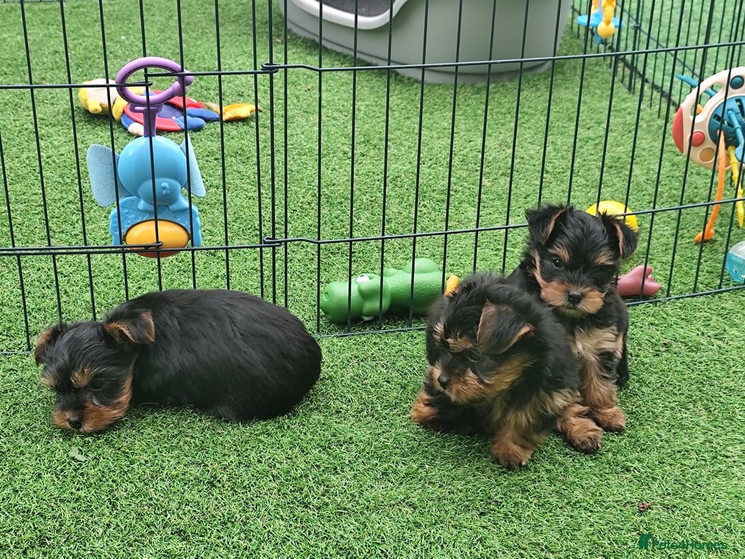 Yorkshire Terrier dogs for sale: Beautiful Mini Yorkshire Terrier puppies - Image 8