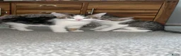Mixed Breed cats for sale: 4 kittens  - Advert 31