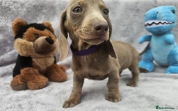 Dachshund dogs for sale: Brilliant Miniature Dachshund Puppies  - Image 10