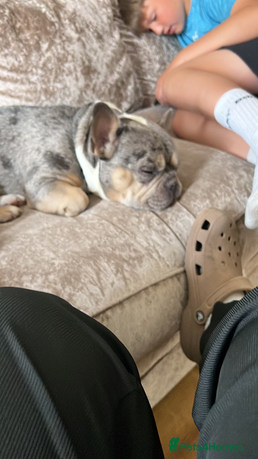 French Bulldog dogs for sale: French bulldog  - Image 1