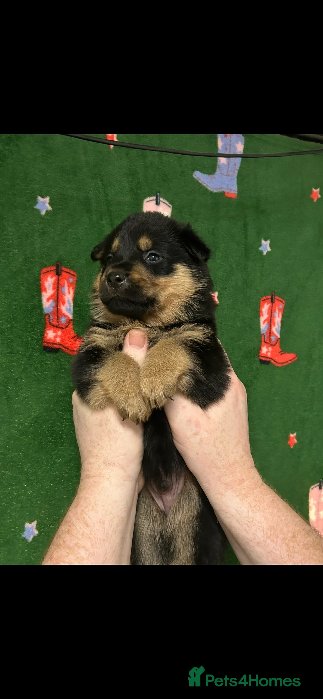 Mixed Breed dogs for sale: Swiss Shepherd Rottweiler  mix breed puppies - Advert 4