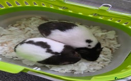 Hamster rodents for sale: Mixes Hamster Syrian in Thornton Heath - Image 6
